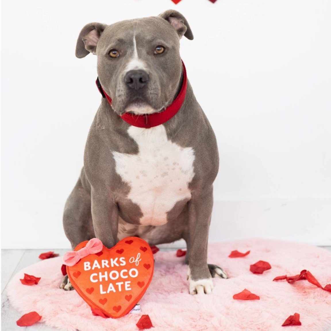 Barks of Choco Late - Valentine's Dog Toy