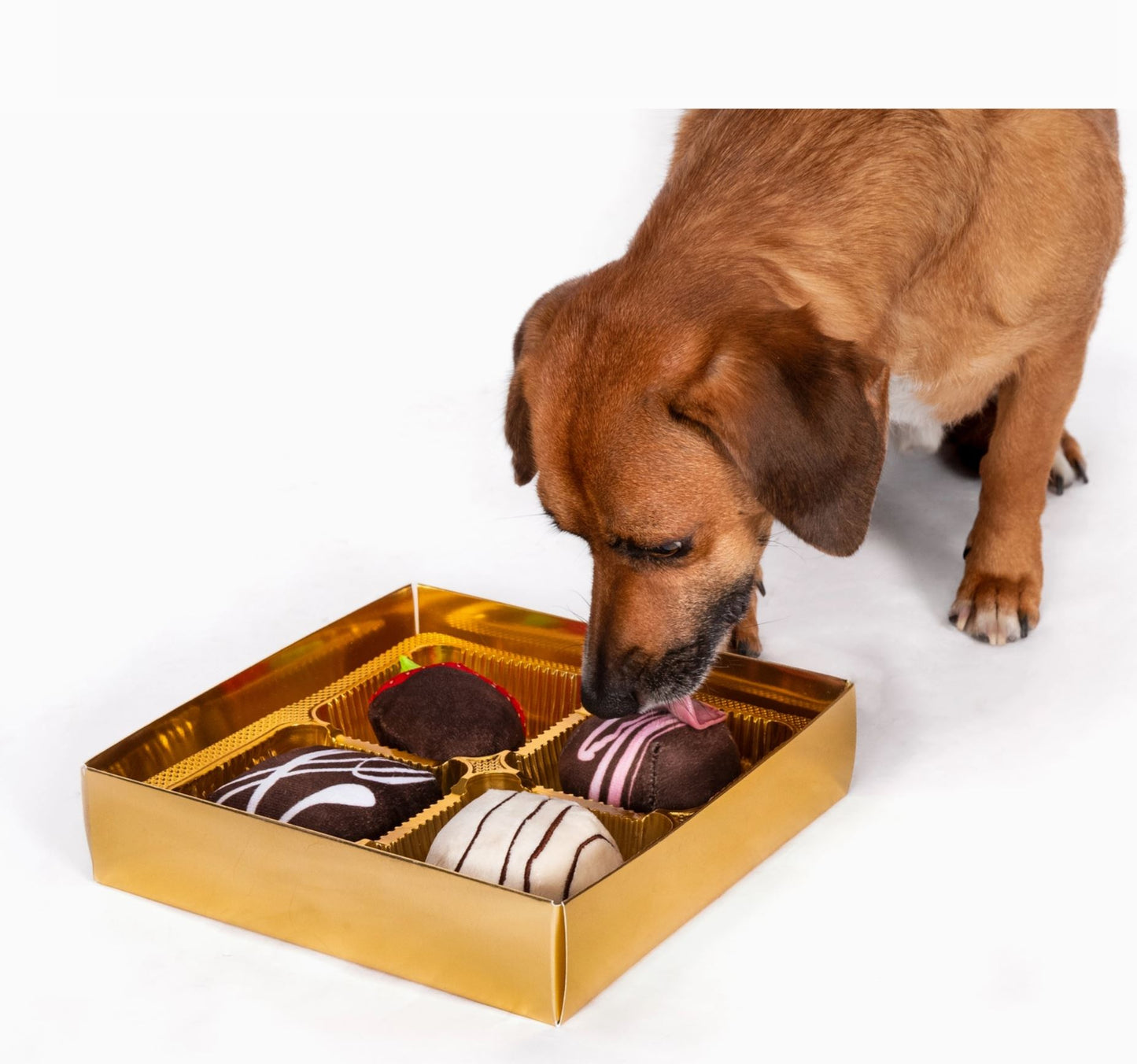 Dogiva Box of Chocolates Valentine's Dog Toys