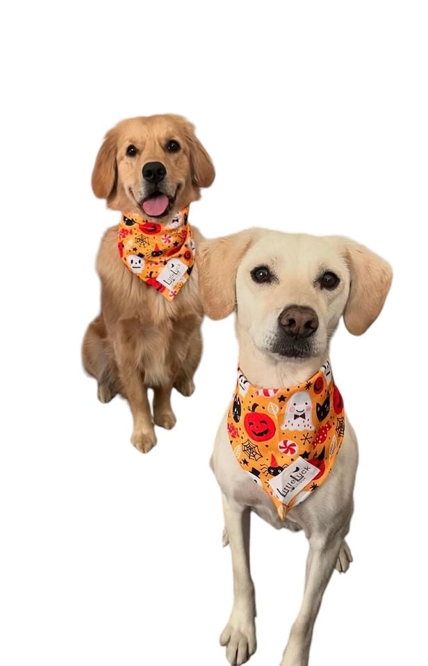 Halloween Dog Bandana